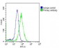 MCM3 Antibody