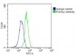 RAB5C Antibody