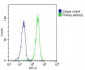 RASSF2 Antibody