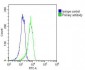 RAB1B Antibody