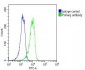 RYK Antibody