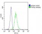 TERF2IP Antibody