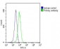 TERF2IP Antibody