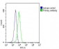 TERF2IP Antibody