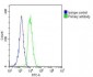 FGFR1OP2 Antibody