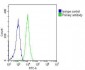 PGK1 Antibody