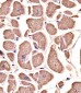 MYO18B Antibody