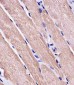 MYO18B Antibody