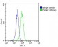 RAB20 Antibody