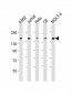 CTCF Antibody