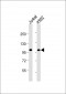 PRDM16 Antibody