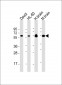 PACSIN2 Antibody