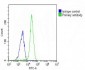 NKX2-1 Antibody (N-term)