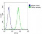 CAD Antibody (Center)