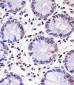 PELP1 Antibody (Center R759)