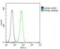 SMPD1 Antibody (C-term)