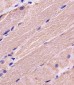 MYBPC3 Antibody (N-term)