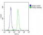 MDM2 Antibody (S166)