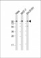 DAG1 Antibody (C-term)