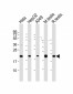 PTGES3 Antibody (Center)