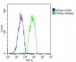 LIN28B Antibody (N-term)