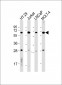 RCOR1 Antibody (N-term)