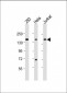 BRD4 Antibody (C-term)