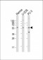 TRIM6  Antibody (N-term)