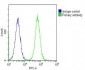 CERS4 Antibody (N-Term)