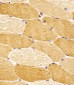SLC29A2 Antibody (N-Term)