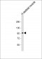 SULF1 Antibody (C-Term)