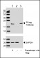 E2 tag Antibody