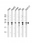 PCMT1 Antibody (Center)