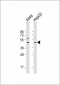 APOL3 Antibody (N-Term)