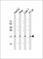 ARF4 Antibody (Center)