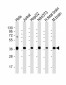 MATH1/HATH1/ATOH1 Antibody (N-term)