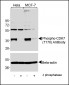 Phospho-CDK7(T170) Antibody