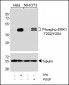 Bi-Phospho-ERK1/2(T202/Y204) Antibody