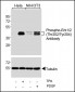 Phospho-Erk1/2(Thr202/Tyr204) Antibody