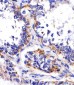 DDIT4 Antibody (N-term)