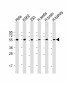 MAPE Antibody (C-term)