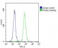 CD31 Antibody (C-term)