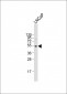 ULK3 Antibody (N-term)