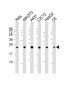 RAB7 Antibody (C-term)