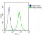 ELAVL1 Antibody