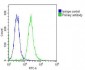 HBA2 Antibody (Center)