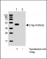 E tag Antibody