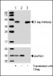 S tag Antibody