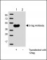 S tag Antibody