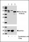 Glu-Glu tag Antibody